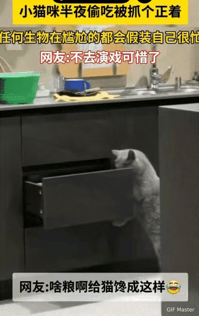 笑不活了！河南，小猫咪半夜偷吃被主人抓个正着，一瞅见主人盯着自己，立马装出一副忙