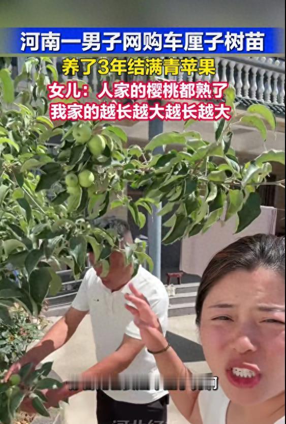 河南一名男子三年前在网上买了一棵车厘子树苗，每天精心浇水施肥悉心照料，好不容易等