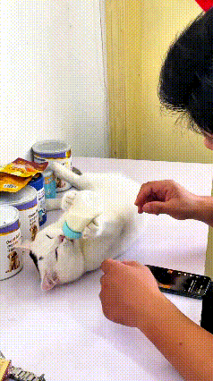 哦哦懂啦，是主人把手机靠小猫身上，搁那儿看手机，不是去看小鸡，原来是打错字咯😂