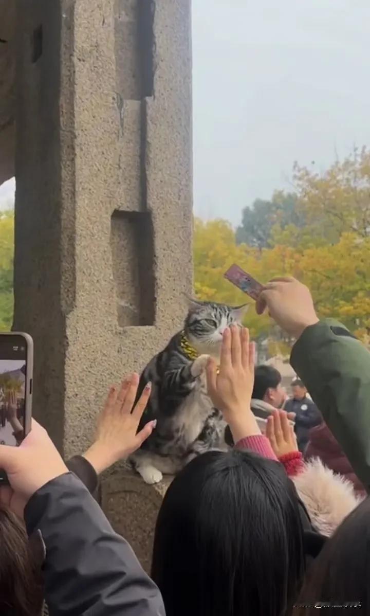 西园寺的猫猫不语只是一味的击掌好敬业的猫猫为了给寺庙增加人气不停的和游客击