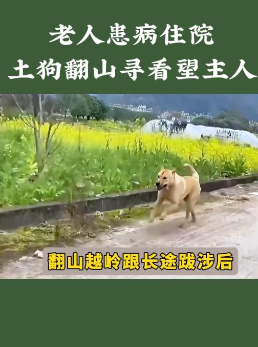 破防！田园犬翻山两天一夜，独自闯县城医院探望住院主人谁能不被这只中华田园犬