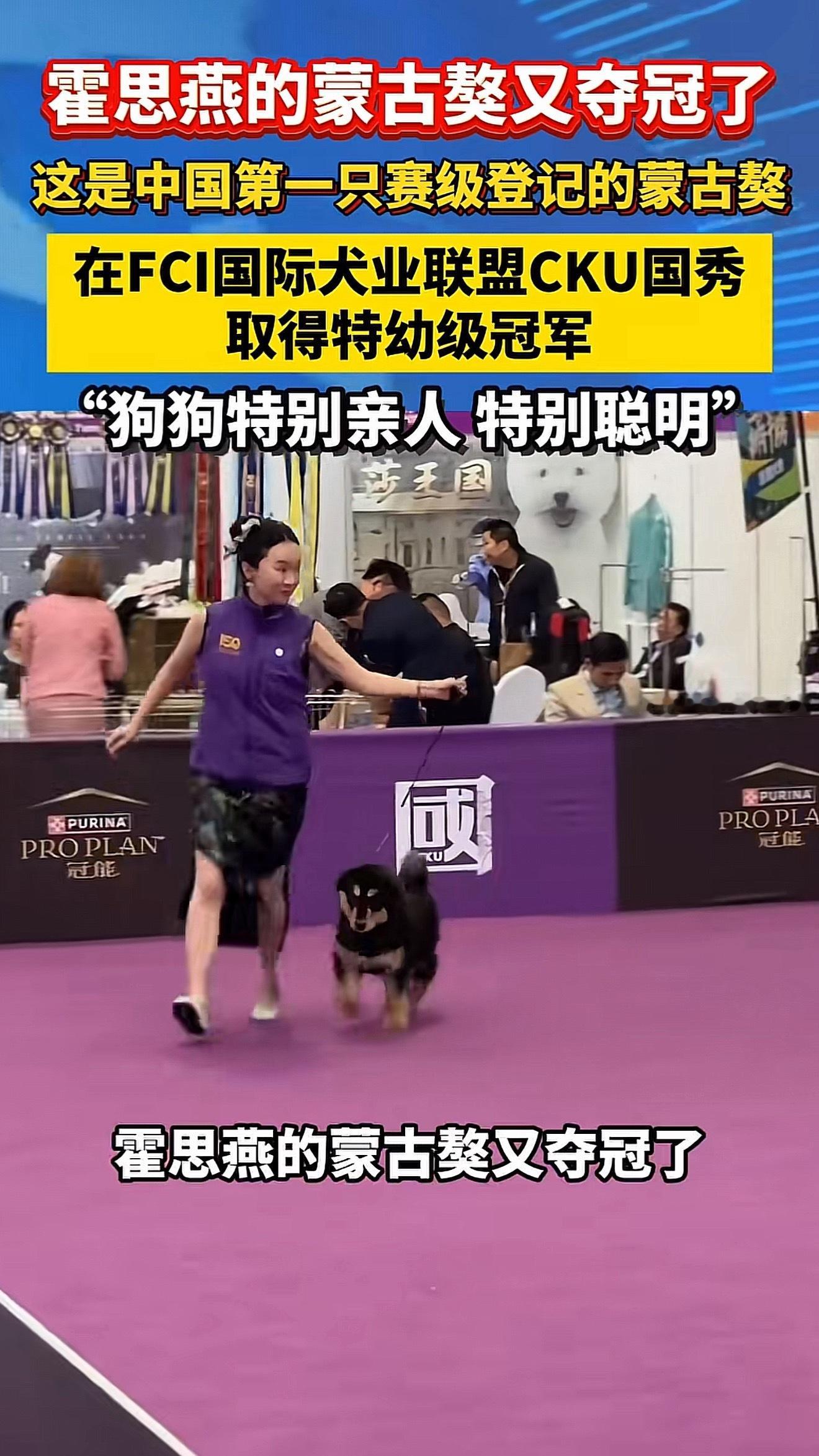 霍思燕的狗夺冠后，鸟也夺冠了。她家老公听她话，儿子听她话，她家得猫猫狗狗鸟也听她