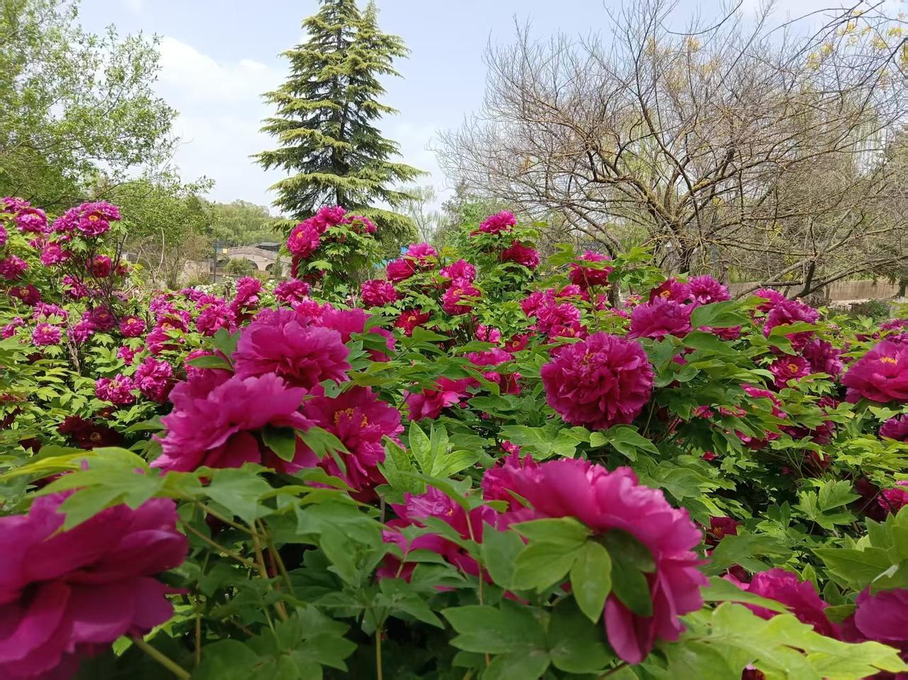 今天中午可是热闹，午休的时候，我的微信提示音此起彼伏，不绝于耳，吵的我根本睡不着