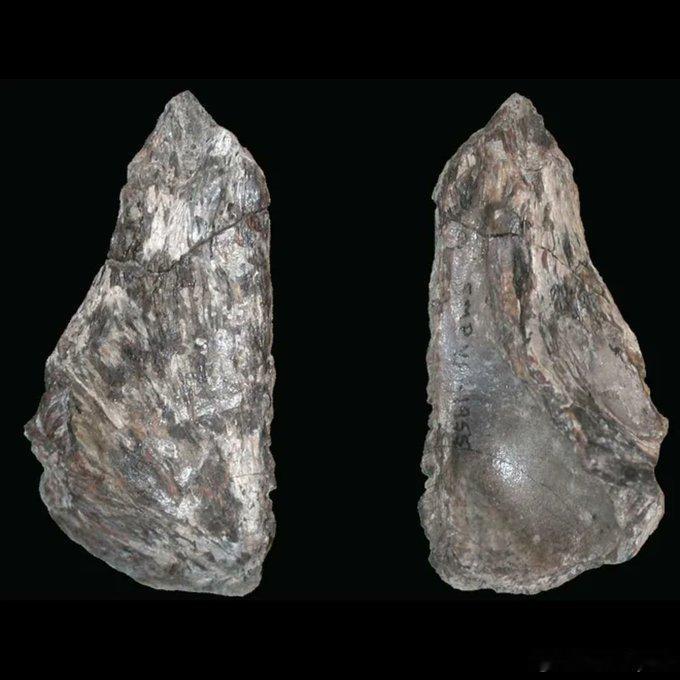 新恐龙物种被发现！美国新墨西哥州化石揭示7300万年前“鸟类猎手”海外新鲜事科