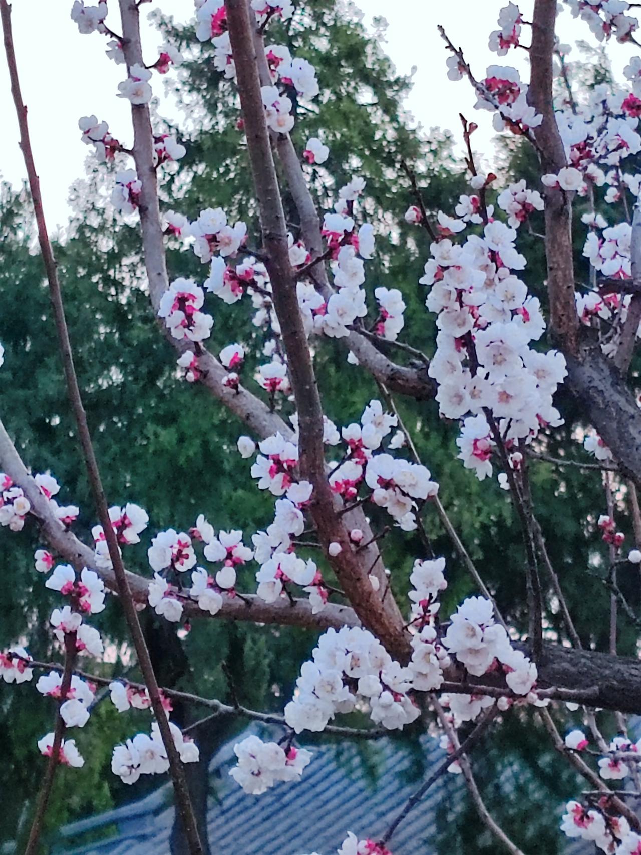 春赏百花秋望月，夏沐凉风冬观雪。若无烦事萦心间，便是人间好辰光。退休之后，不妨好