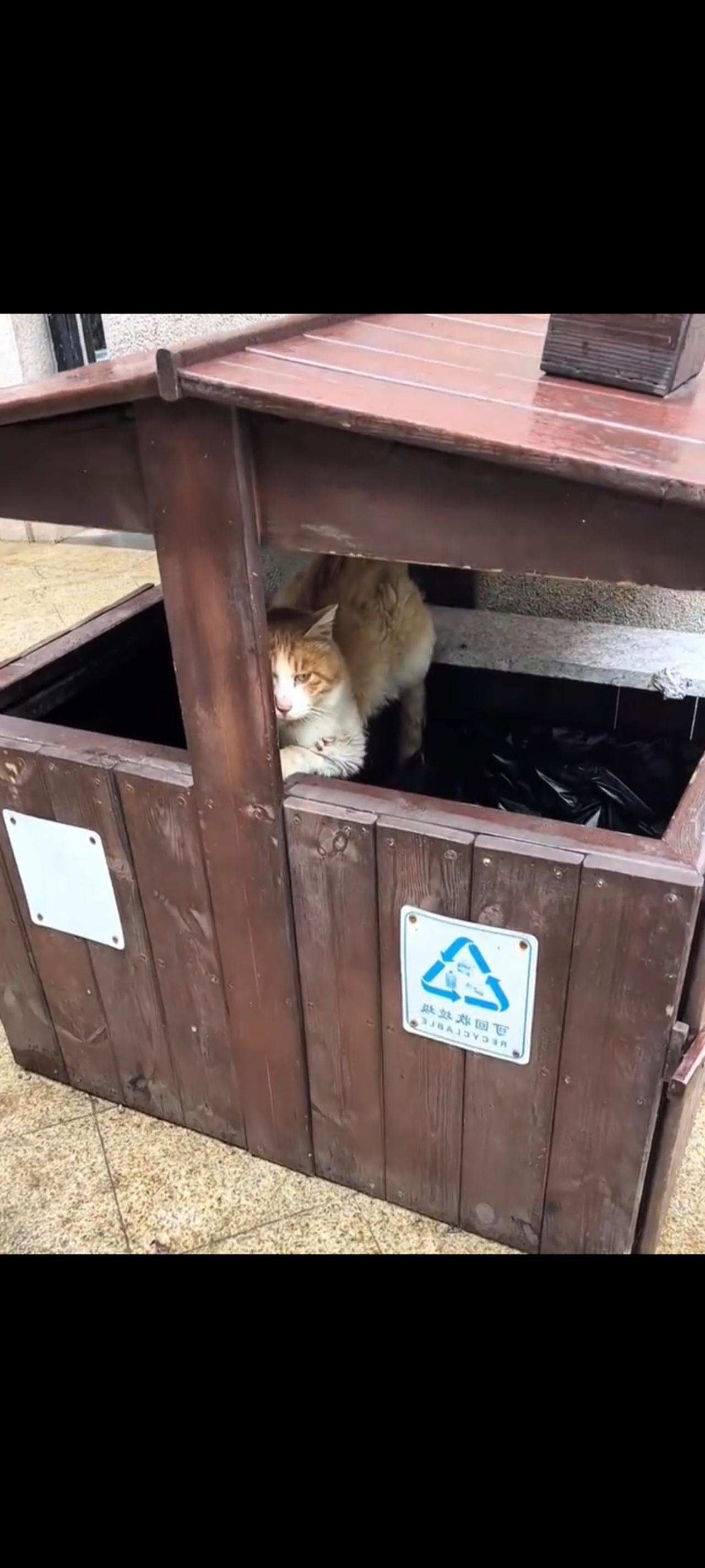 遗弃猫咪的罪魁祸首不是别人，恰恰是我们人类自己所造成的一切恶果！看看这只被主