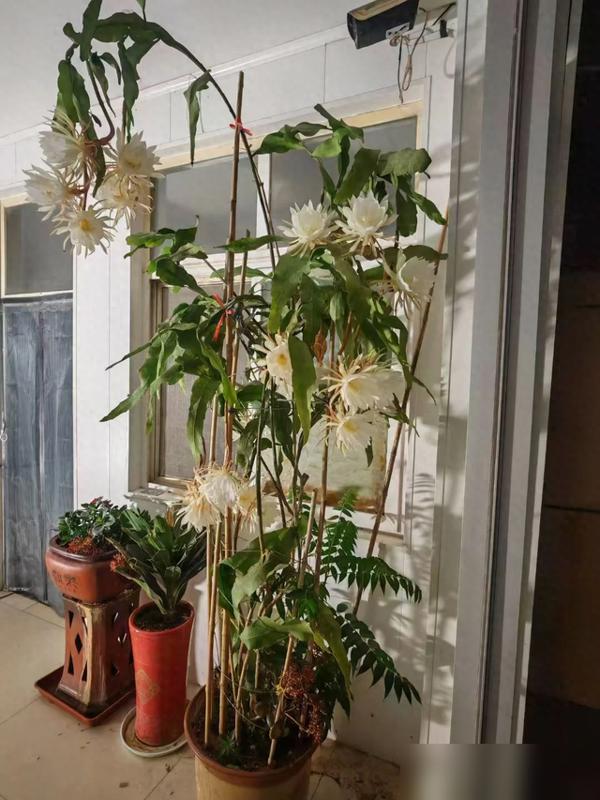 天呐！这株昙花也太给养花人长脸了吧！山东一姑娘晒家里养了9年的昙花，从第三年