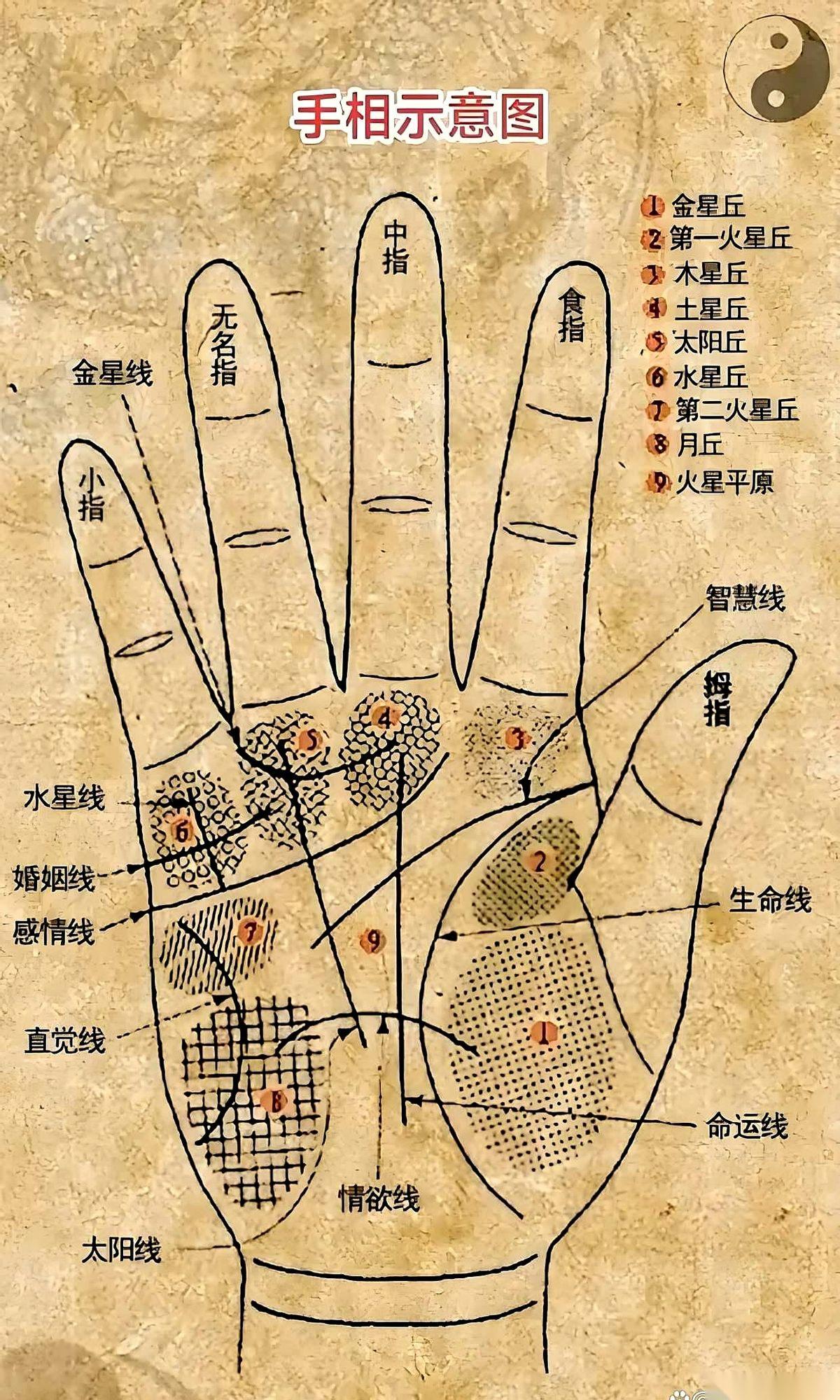 摊开手掌，一条线直挺挺地告诉你：你这辈子，命里注定要白手起家。听着是不是特燃？