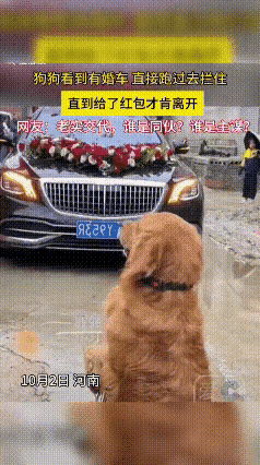 金毛拦婚车讨红包，这波操作比人还懂人情世故！谁能想到，这年头拦婚