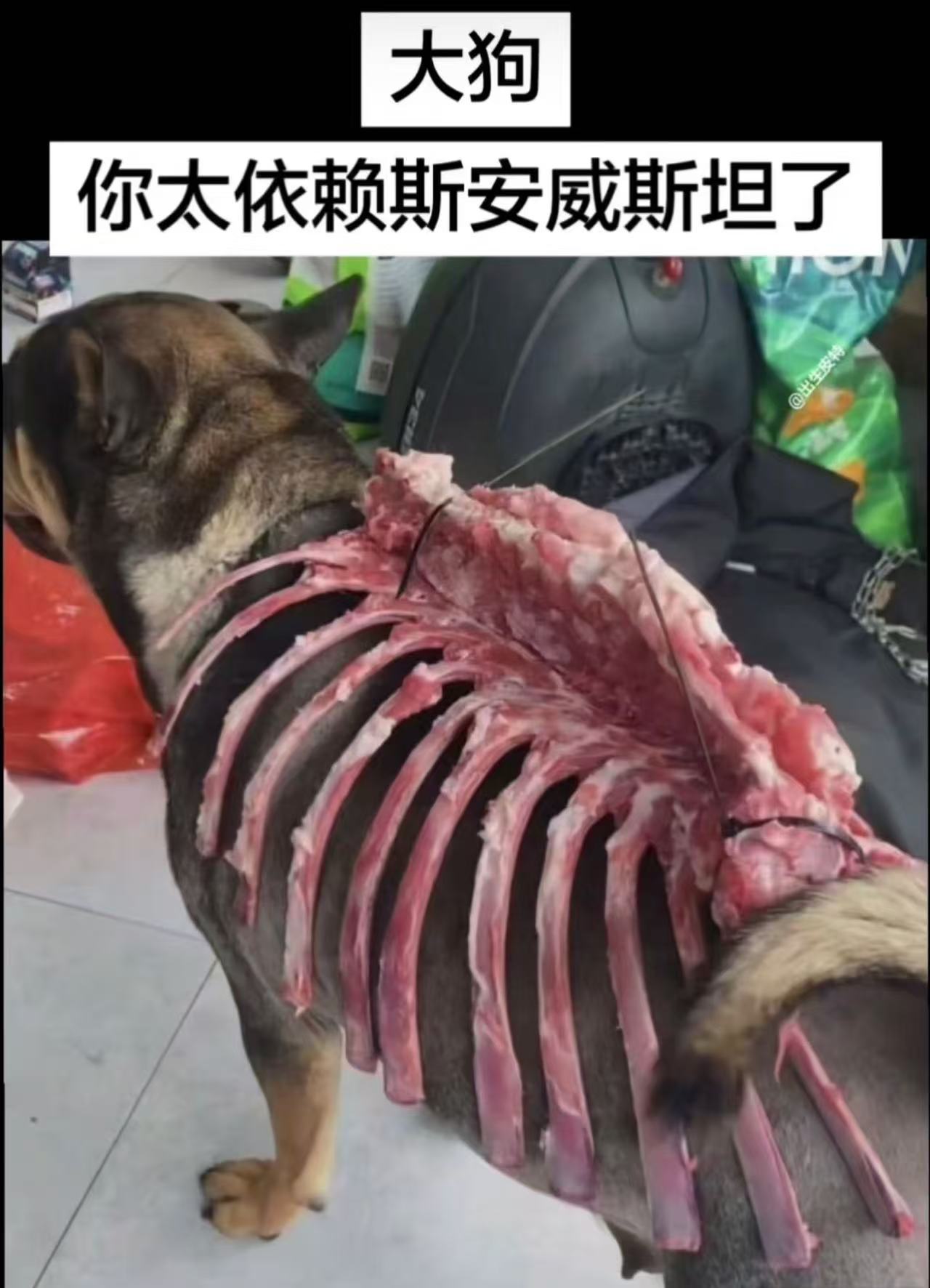 诶？大狗！