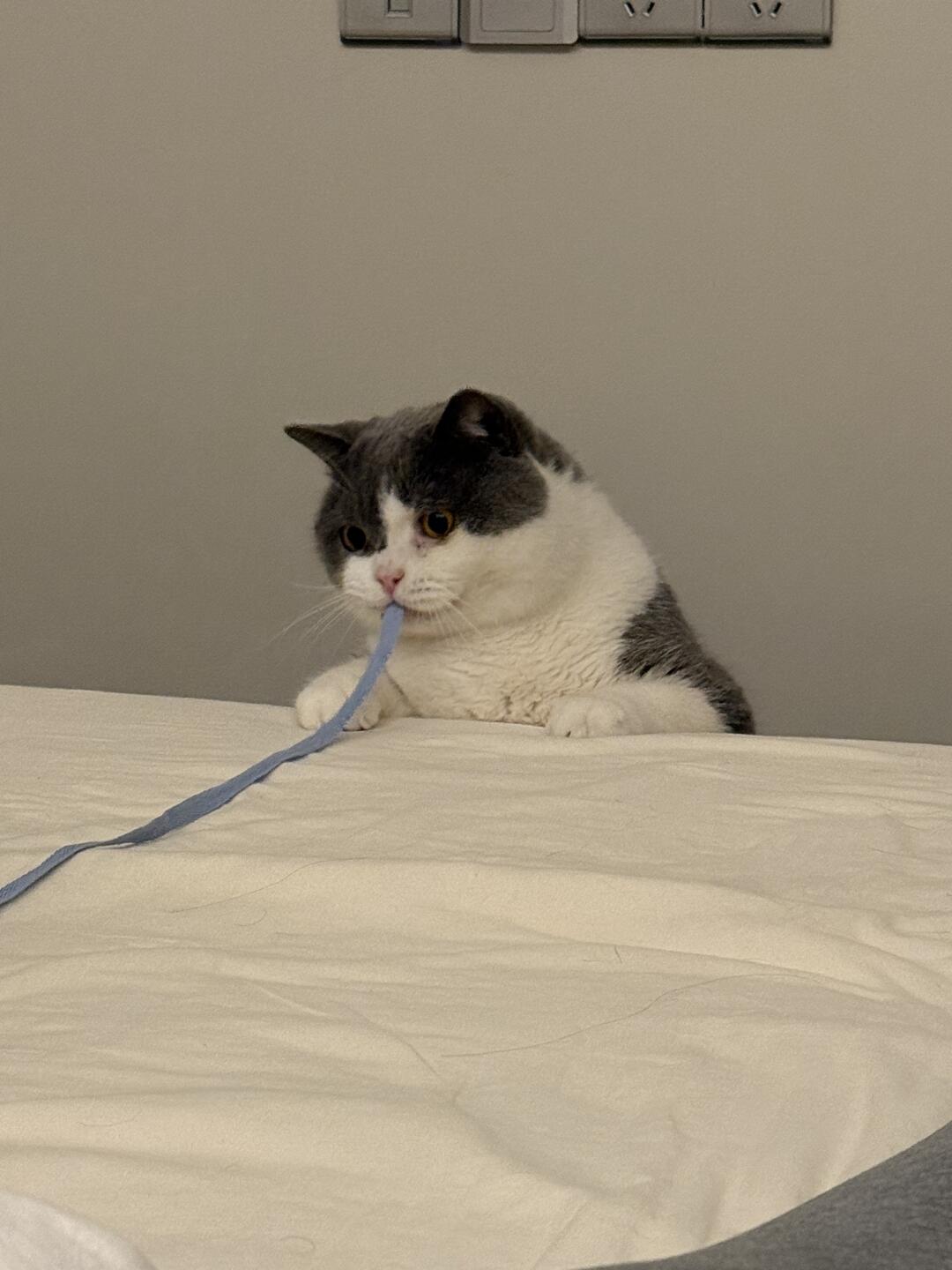 小猫你怎么在吃面条🍜