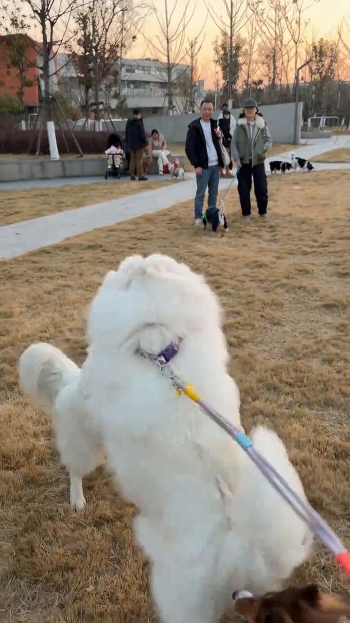 萨摩耶的落日华尔兹。在忘乎所以的舞蹈中，整个日落跳了整个日落。