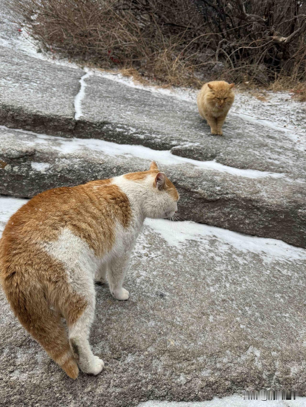 华山雪天的猫比人会过日子雪刚落的华山石阶上撞见这俩猫，橘白那只正揣着爪盯同