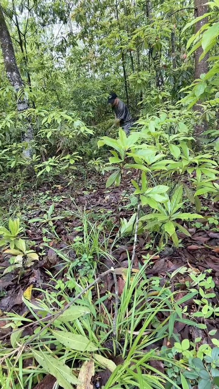 巨型鸡冠蛇。鸡冠蛇是什么蛇？巨型鸡冠蛇真的存在吗？常见网上人讲他们见到过电线杆