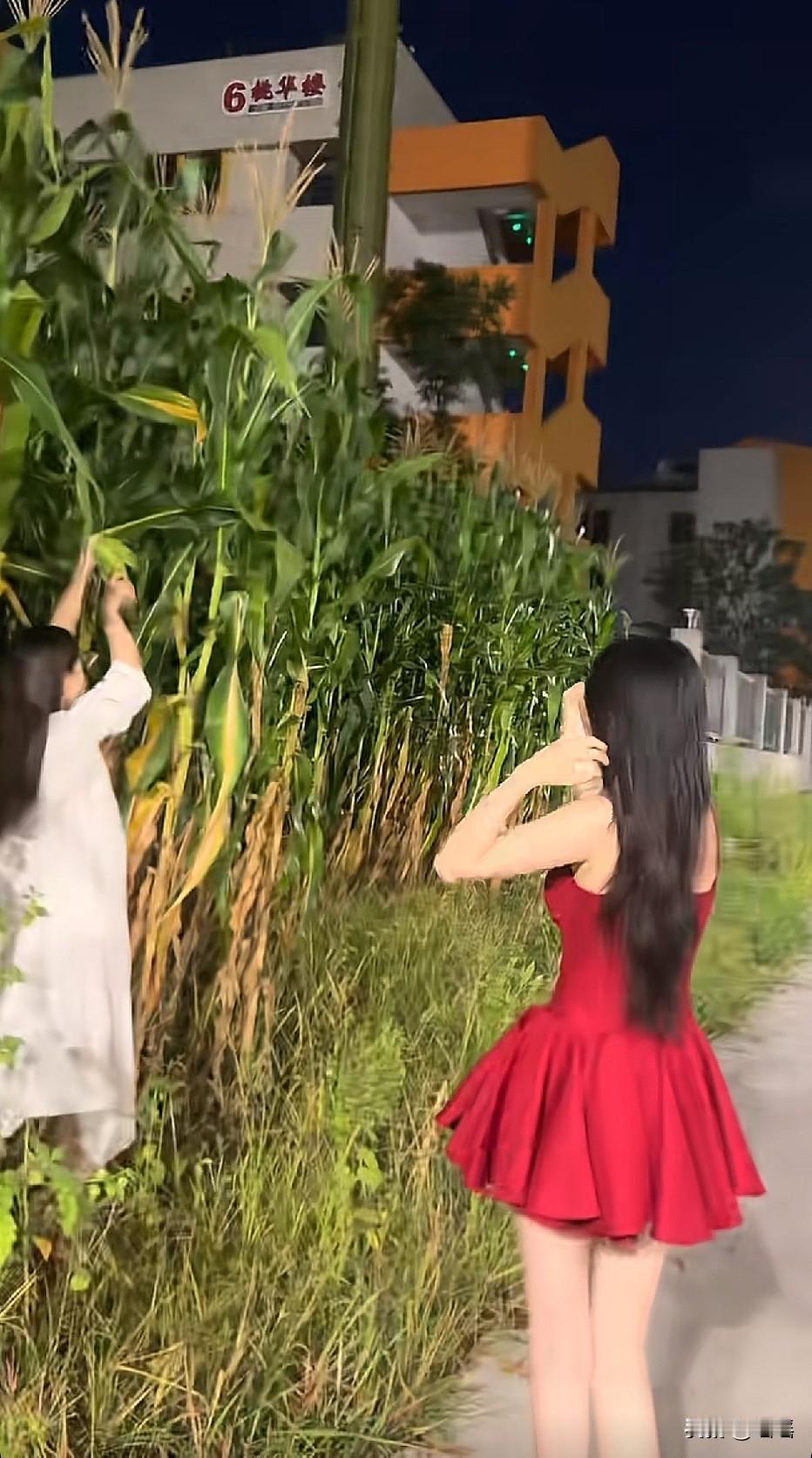 睡不着也不能偷人家玉米啊