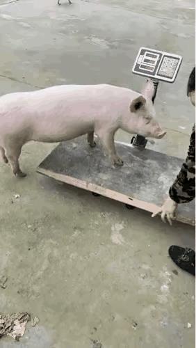 这头猪就要被卖掉了，它自己爬到称上，顺从地趴下，从容不迫又镇定自若，这样的境界是