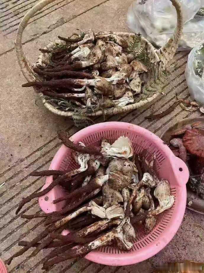 云南美食猜猜它们是些什么菌子？​​​