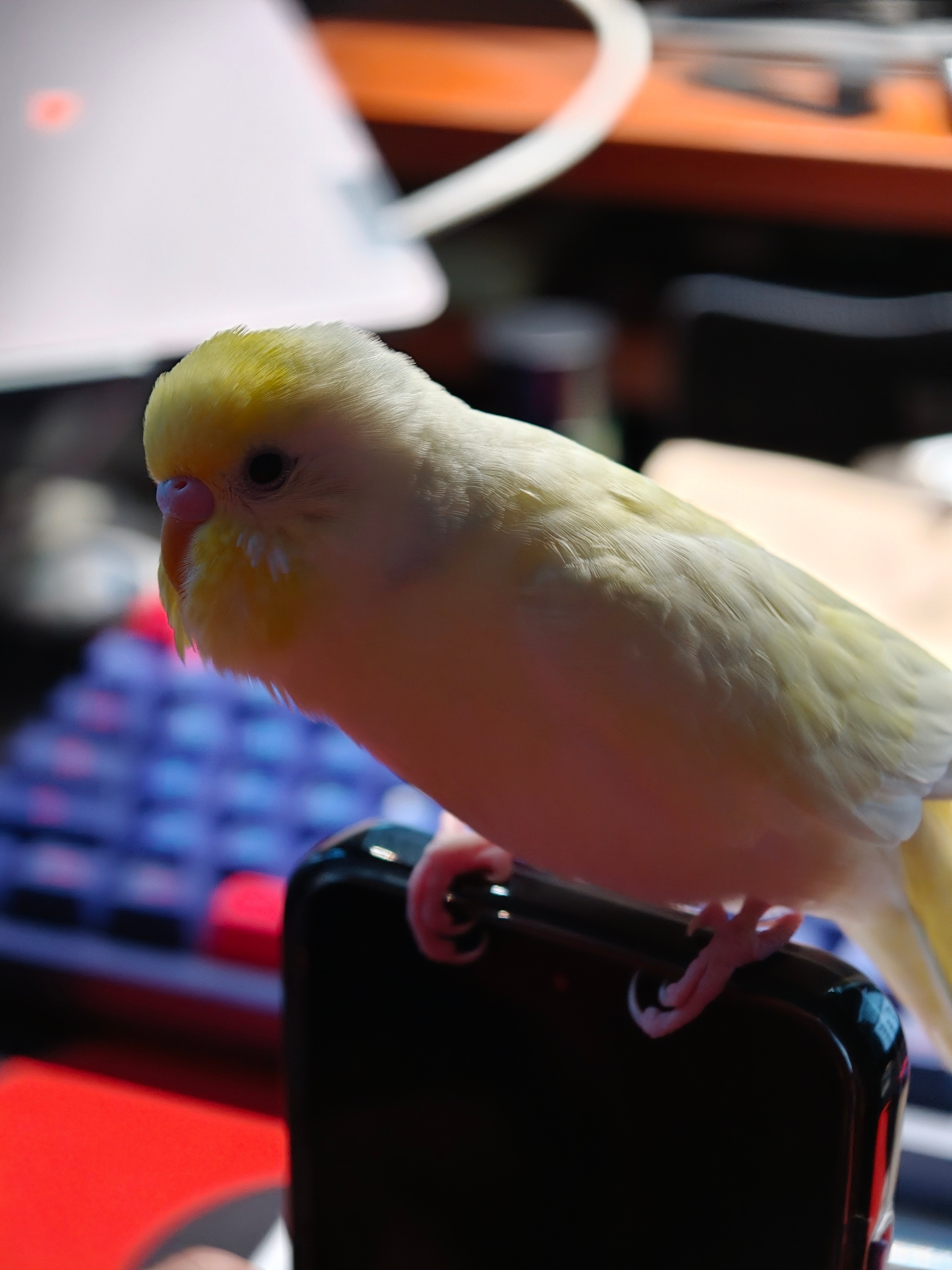 小布丁又来干扰我工作了鹦鹉小蓝和布丁