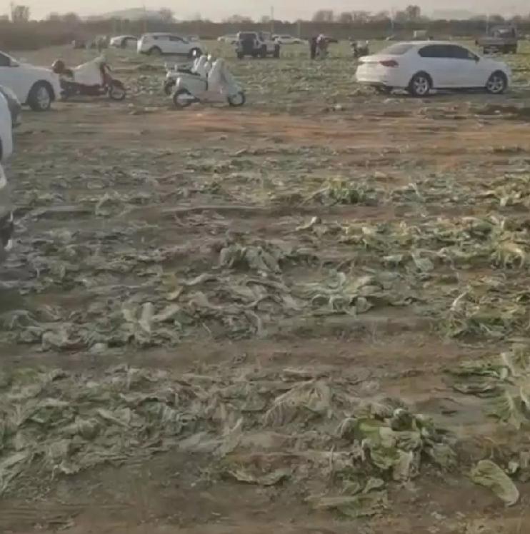 白菜变白采一承包人在内蒙古赤峰承包近200亩菜地,已联系好商家出售长好的白菜却