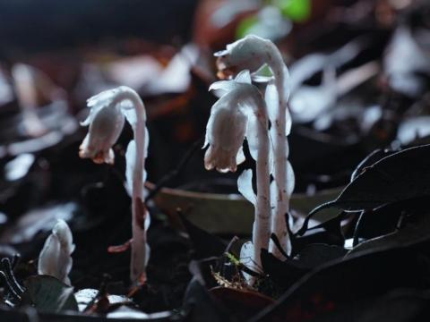 云南哀牢山科考爆出大惊喜！10月13日，头一回进山作业的探测机器狗，直接拍