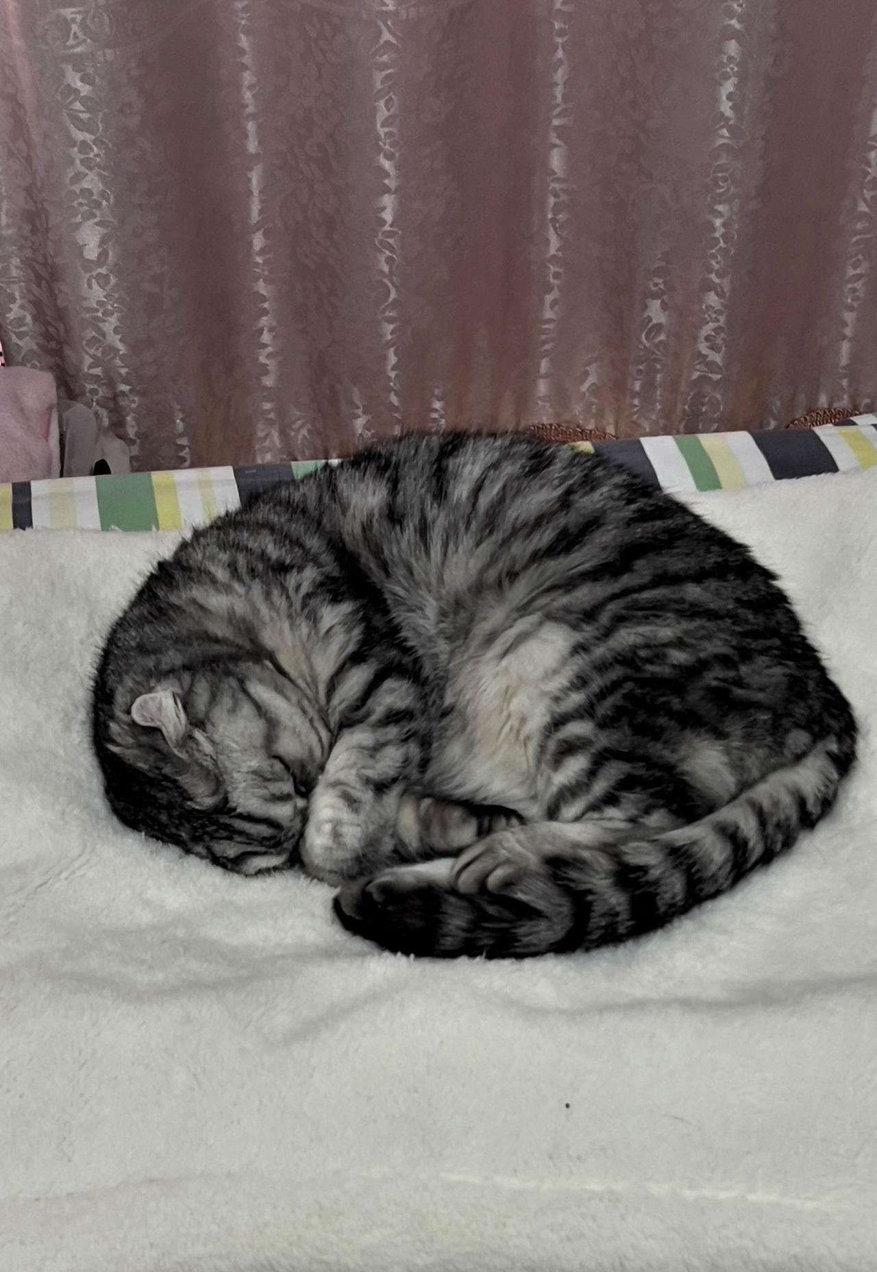 分享一只可爱的猫咪我可爱的猫咪，像蜗牛🐌一样睡觉，猫咪猫咪大明星