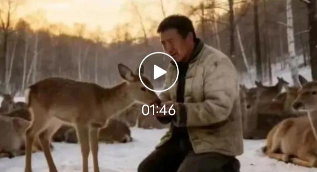 泪目！东北男子养鹿破产赌气放生30头鹿，8年后上山，眼前一幕看呆众人生活总