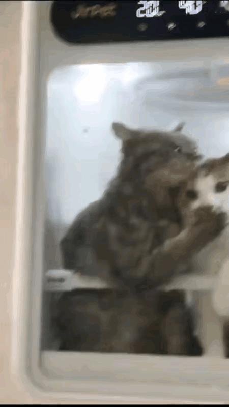 女子养了两只猫咪，一只三花，一只狸花猫。三花生病了，女子把它送去宠物医院，医生说