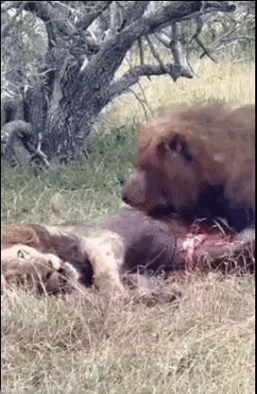 大自然是很残酷的，没有想象中那么和谐。