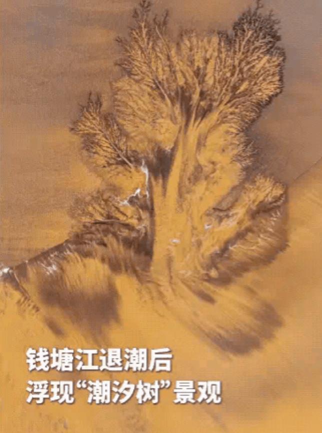 解释不清了！浙江一男子用无人机拍钱塘江退潮，没想到，无人机刚一起飞，就拍到了罕见