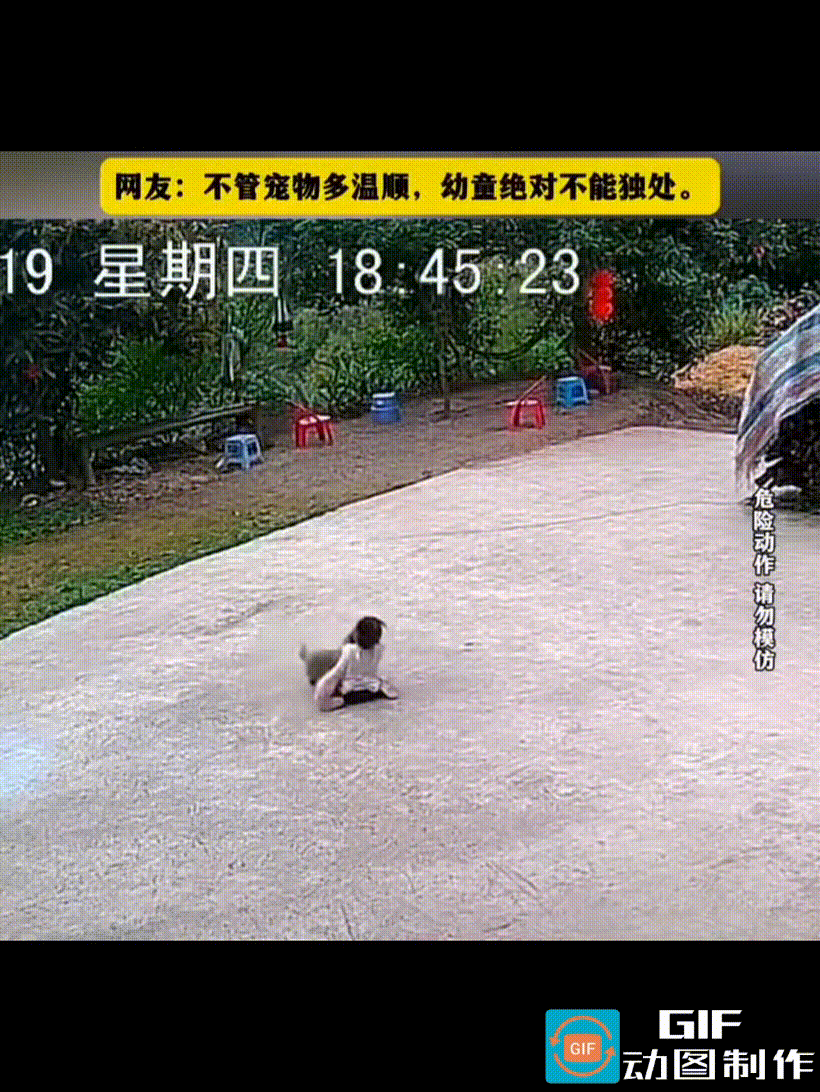 一岁多的宝宝被自家小狗纠缠性扑抱，兴奋的狗狗反复、执着地跳向宝宝，不停地往宝宝身