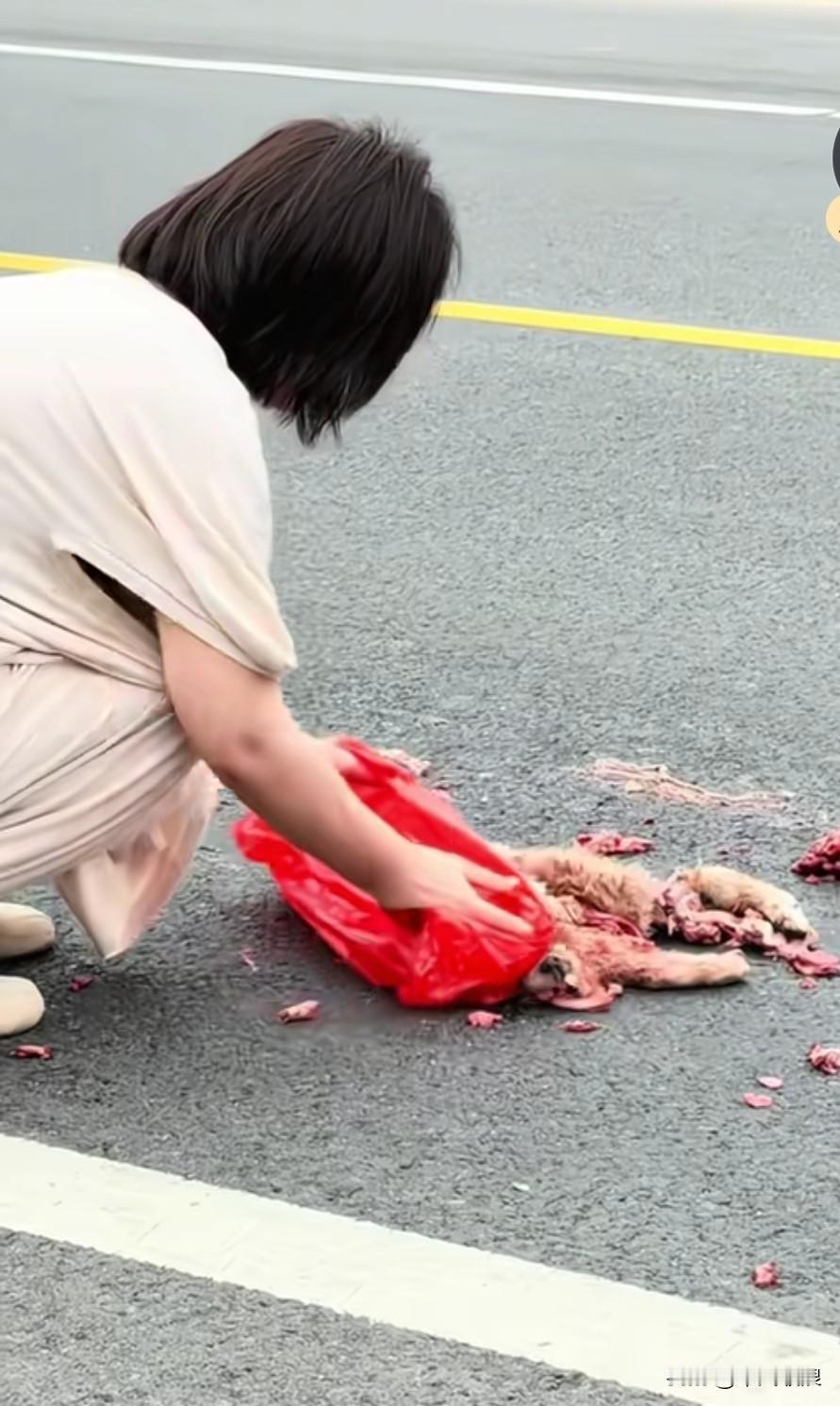 一只泰迪着急找主人，过马路时被一辆大货车碾压成肉酱。好心阿姨处理它的后事。