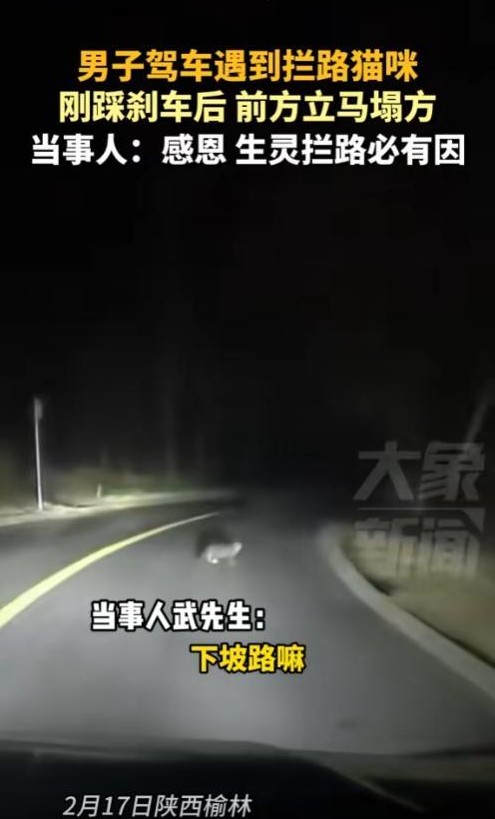 啥玩意儿？大半夜开车，突然冒出只猫！一脚急刹，差点没把我送走！万万没想到，这猫咪