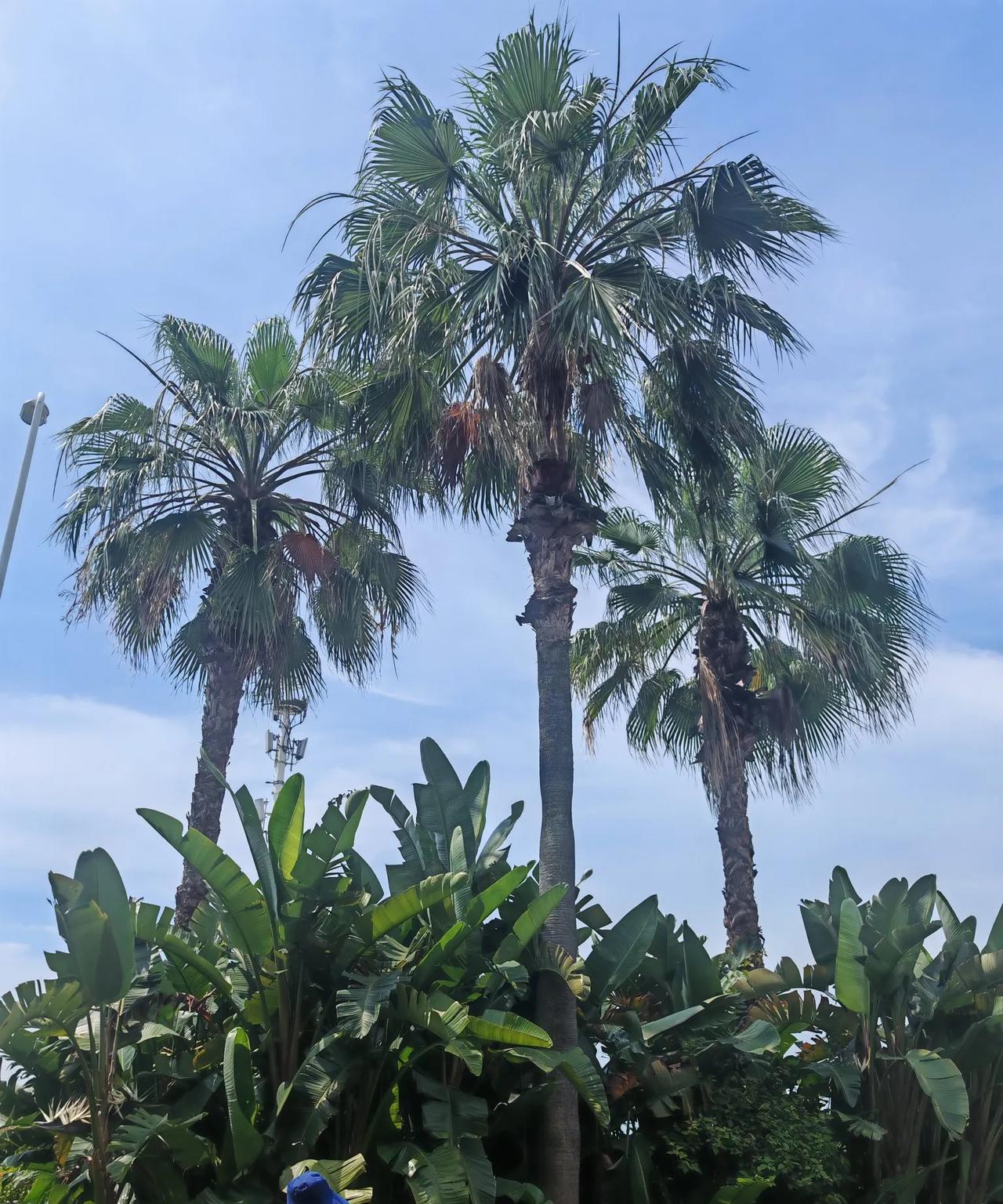 在单位里，长期被领导打压边缘化的同事，在换了一把手后，没过几天，就对原领