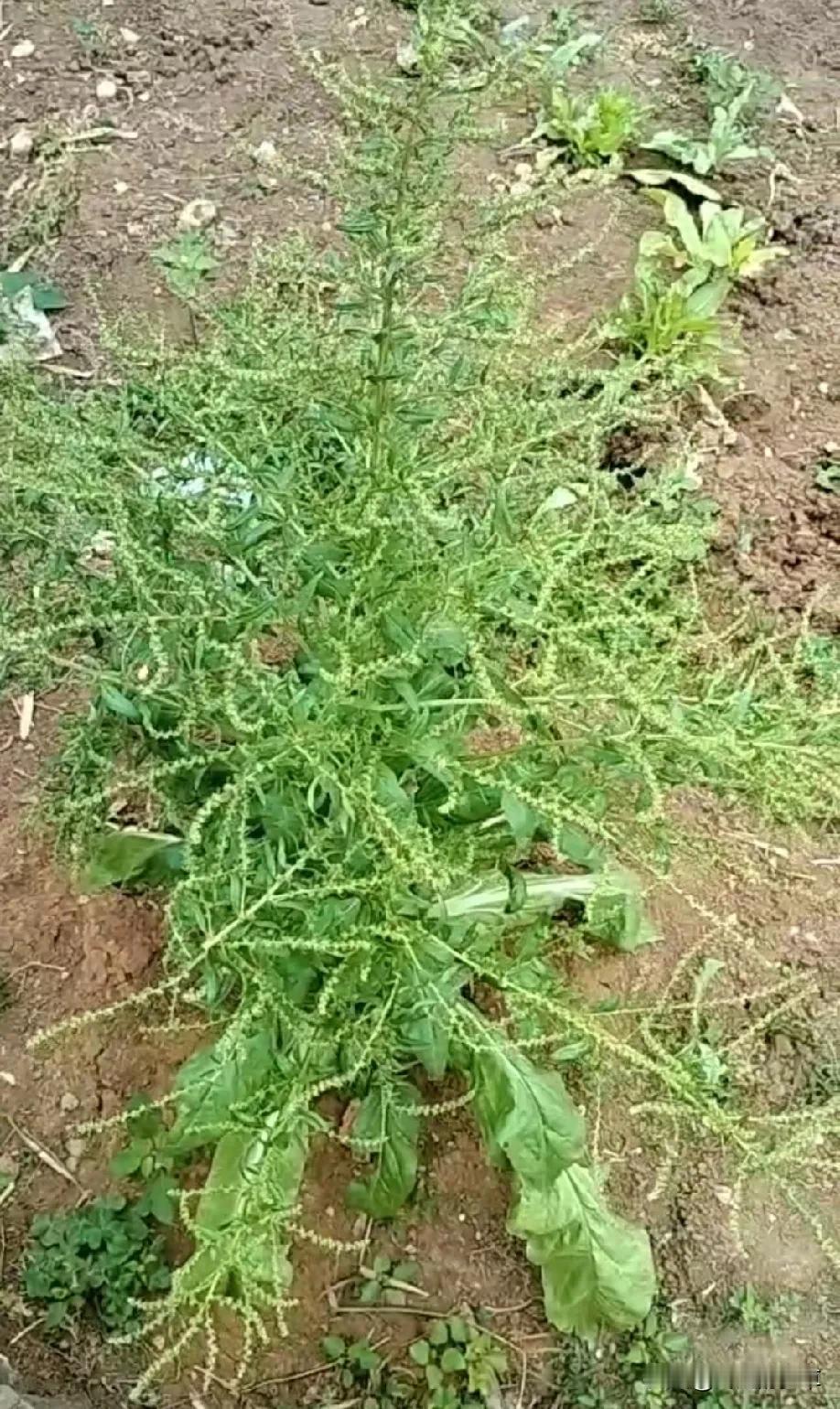 这种植物以前很常见，现在少见了，它就是猪婆菜，老一辈的人大多用它来喂猪！其实它也