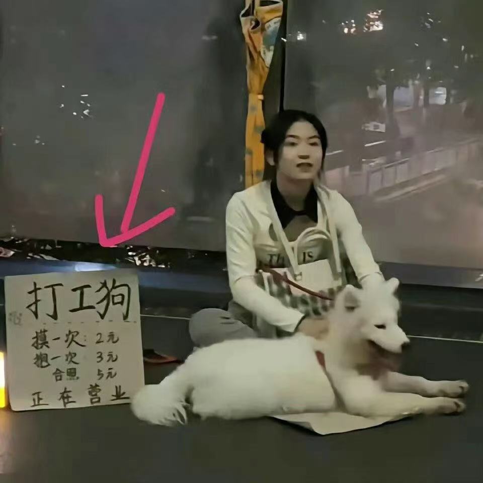 这才是正宗的打工狗....