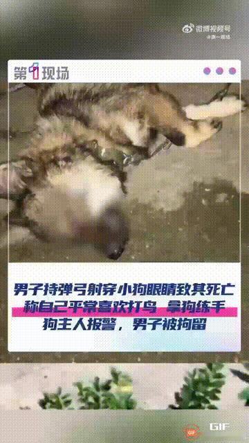 广西贵港一名男子用弹弓射击一只小狗，导致弹珠射穿眼睛并留在脑部，小狗的主人把小狗
