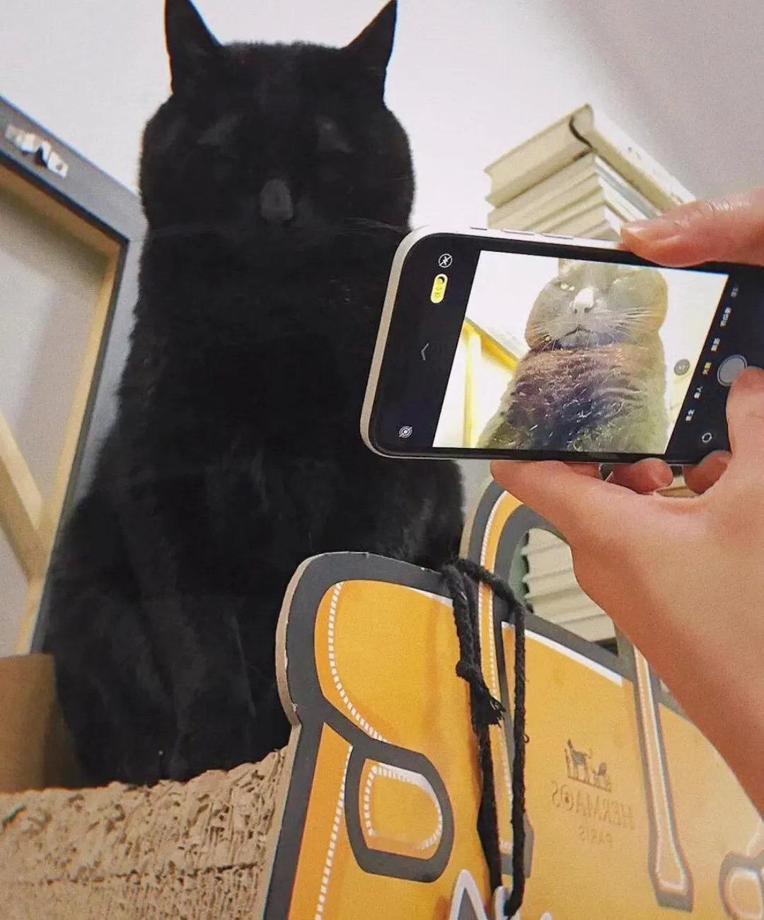 养了一年多的猫咪，今天总算知道它长啥样了！