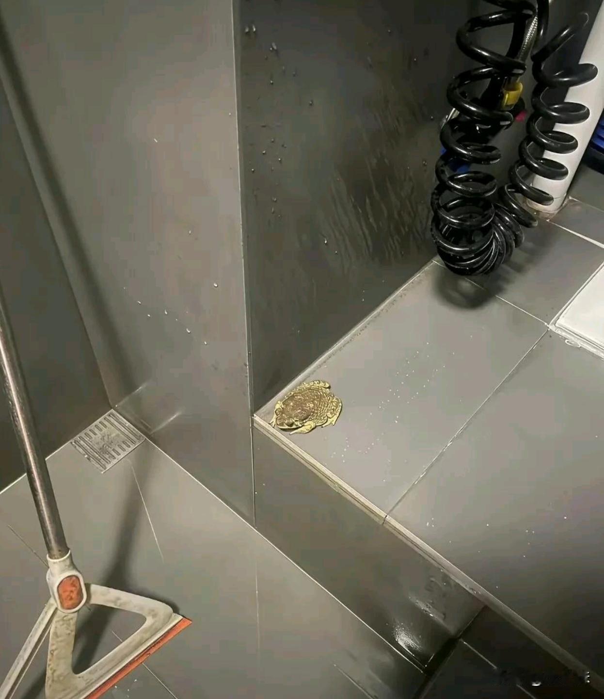 家里卫生间发现的，楼层这么高，它是怎么上来的？