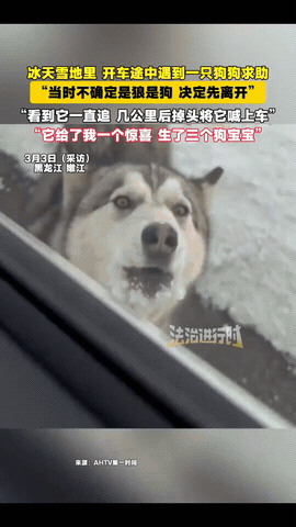 黑龙江，一女子开车偶遇一只流浪狗追车，追了好几公里都不肯停，女子心软掉头接它上车
