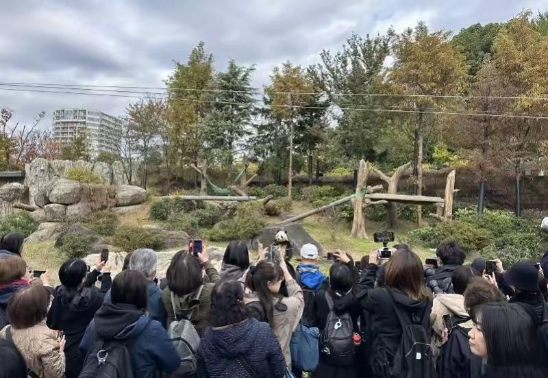 2. 日本民众因高市早苗涉台谬论担忧无熊猫排长队参观大熊猫：最后两只旅日大熊猫
