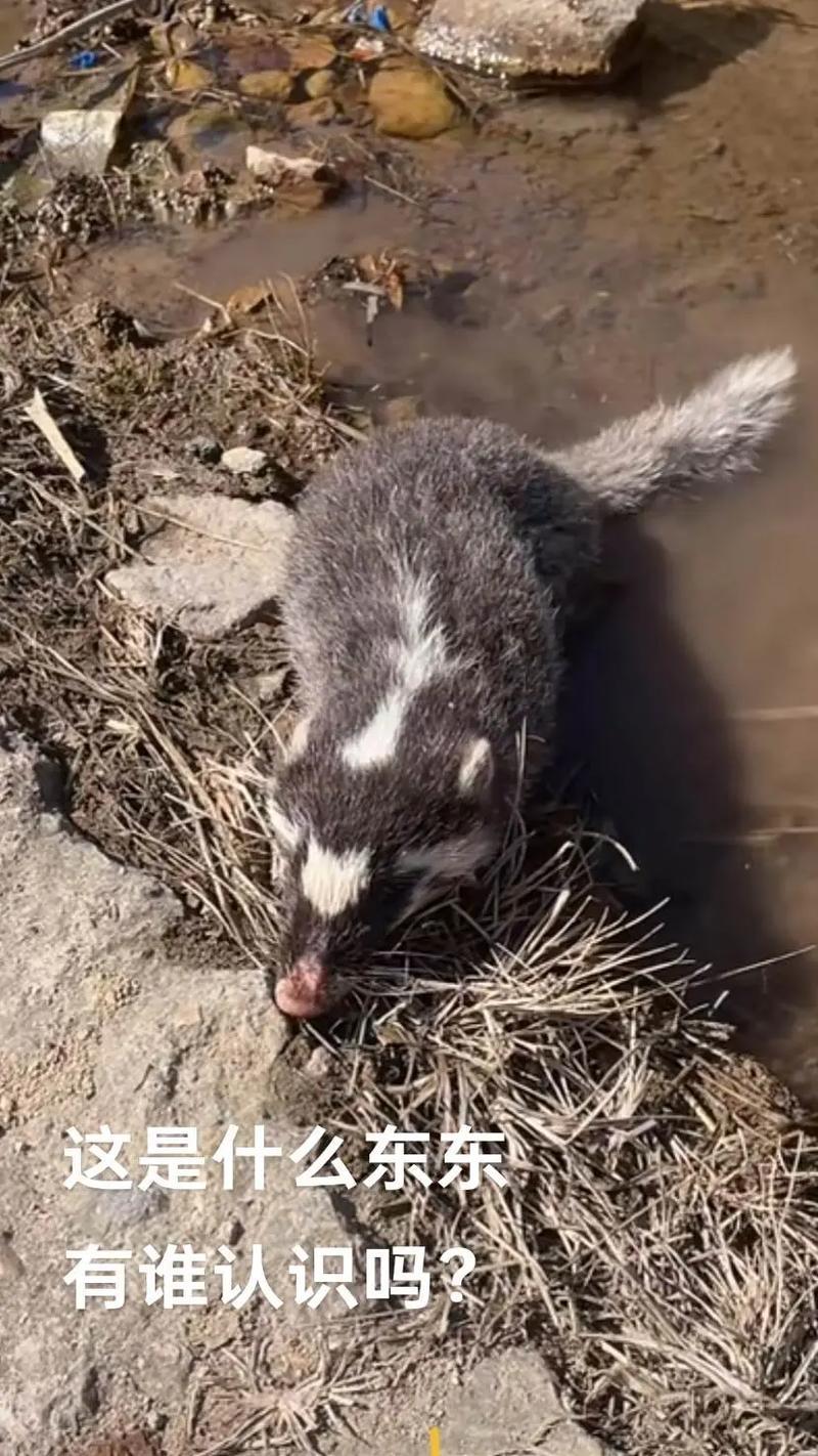 獾子“串门”：自然与生活的奇妙邂逅近日，内蒙古一居民区出现有趣一幕：一只野生
