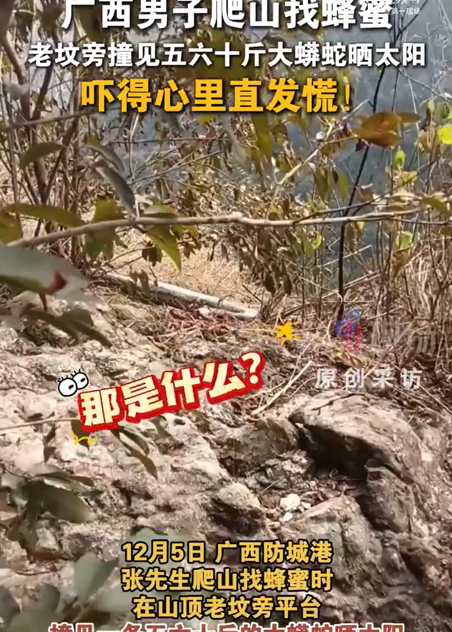 近日，广西防城港，一男子爬山去找蜂蜜，期间坐在石头上休息，突然发现不远处好像什么