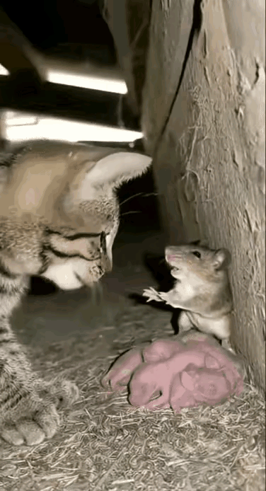 猫对老鼠再友好，老鼠仍然吓的像逼猫鼠样！