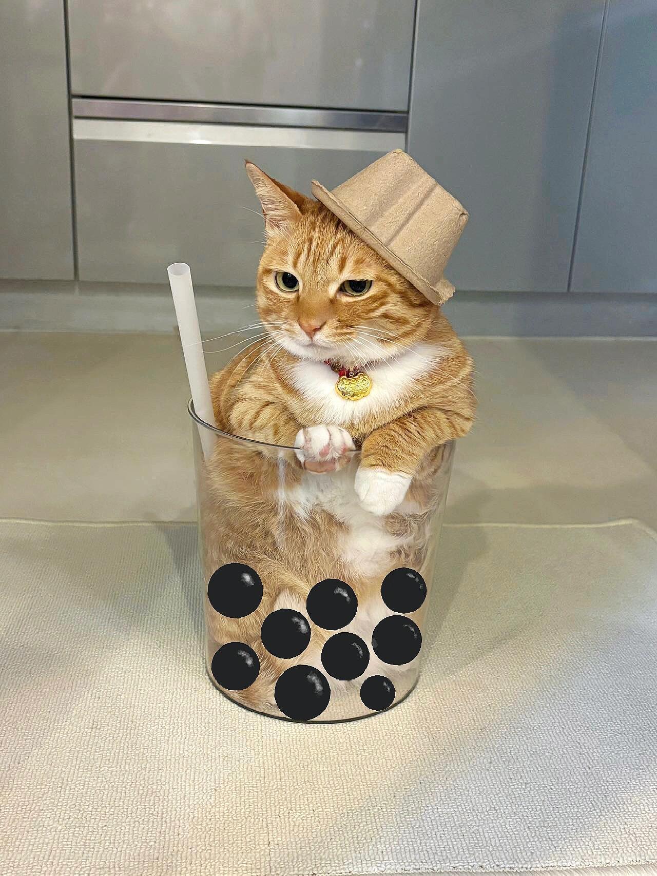 一杯猫猫奶茶加糖不加冰​​​
