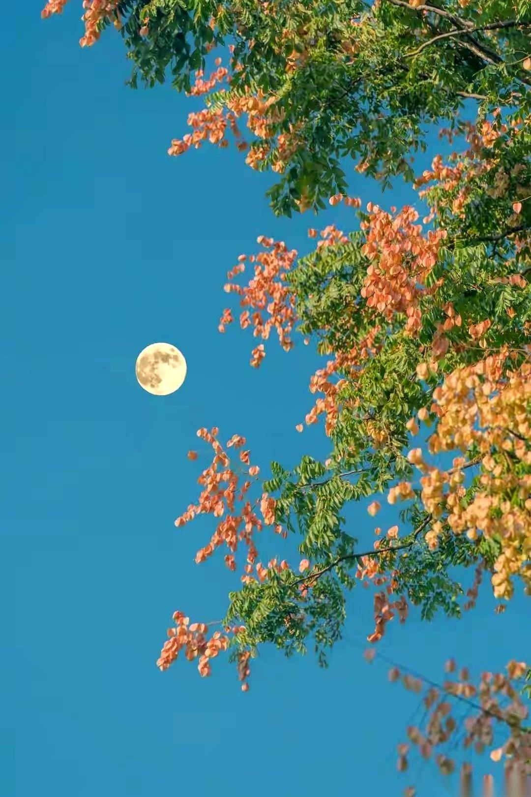 今天听到个事儿，后背发凉。曹操发现亲儿子曹丕想搞死自己，证据都摆桌面上了。他把