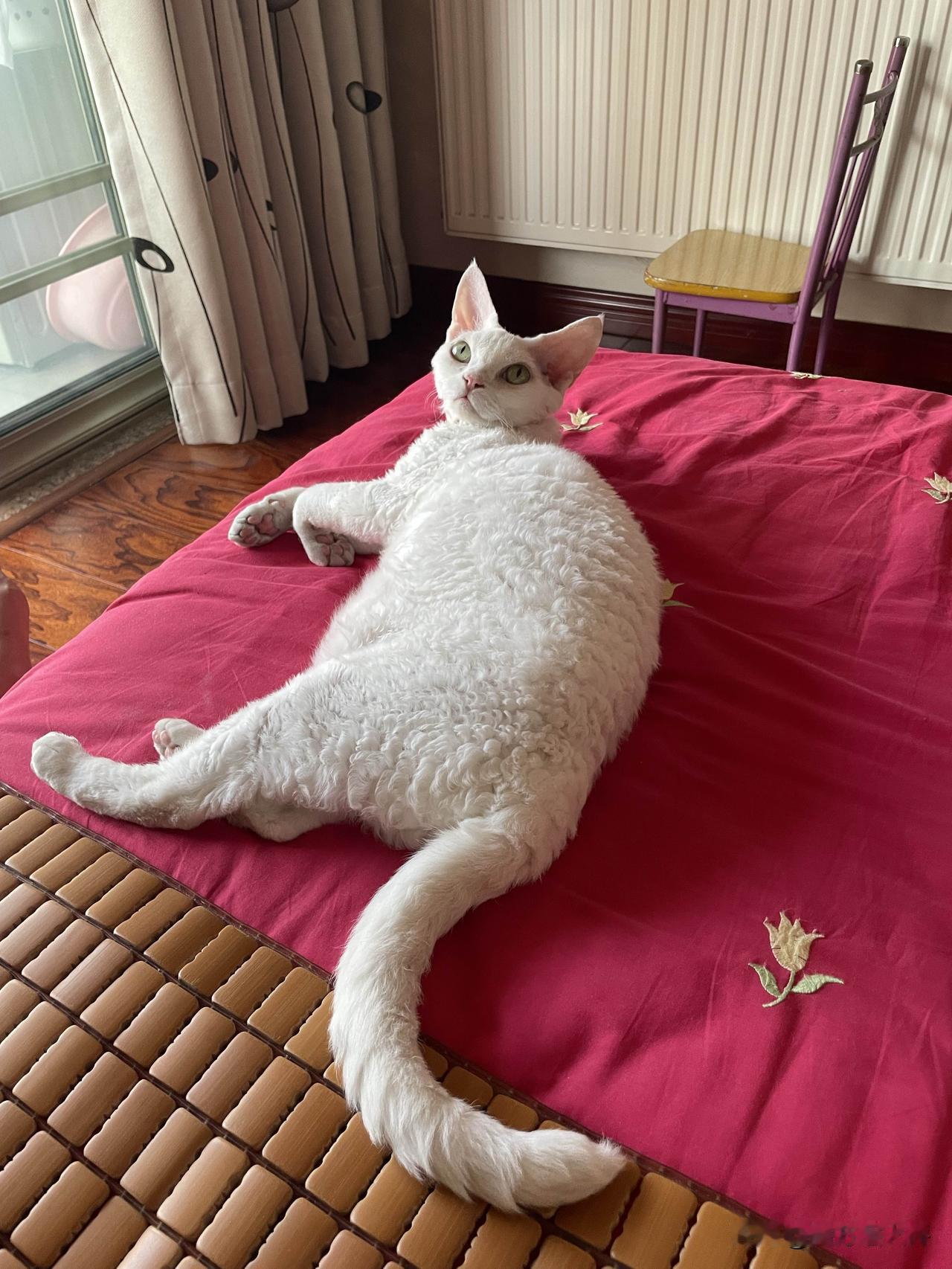 小猫咪昨天晚上上夜班了的，没怎么睡觉，早上要迷糊睡觉了💤。