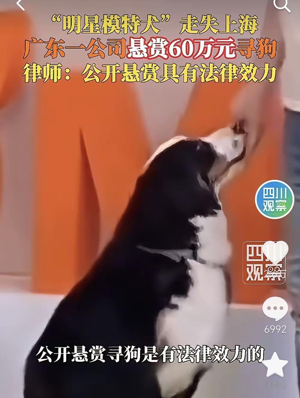 这是一起牵动人心的寻宠事件，也引发了关于价值、情感和法律的深思。首先，关于辛