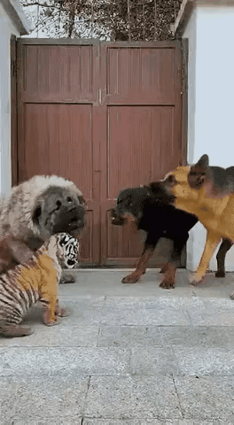 大佬出场，全场轰动！狗界名场面黑帮大佬气场