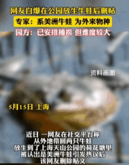 上海一女子从苏州买回两只牛蛙，本想吃了它们，觉得它们可怜，就放生在公园荷花池，又