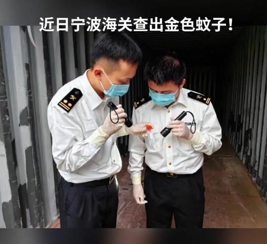 又是美国人！宁波海关截获一批蚊子，里面含有大量瘟疫。 得从那些空集装箱说起。